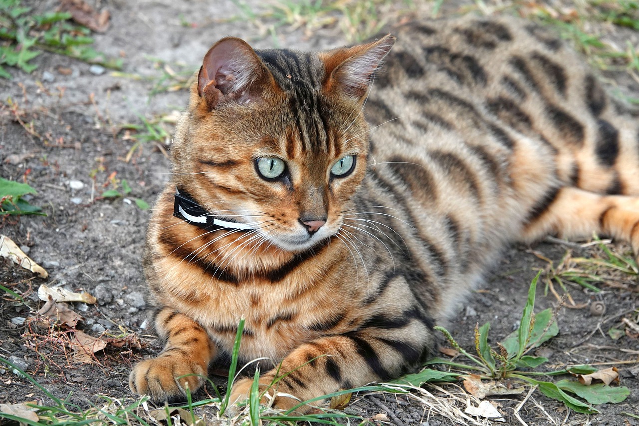 8 Cat Breeds with Distinctive Behavioral Characteristics