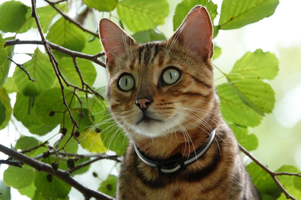 An alert Bengal Cat investigating their surroundings with an intensely curious expression.