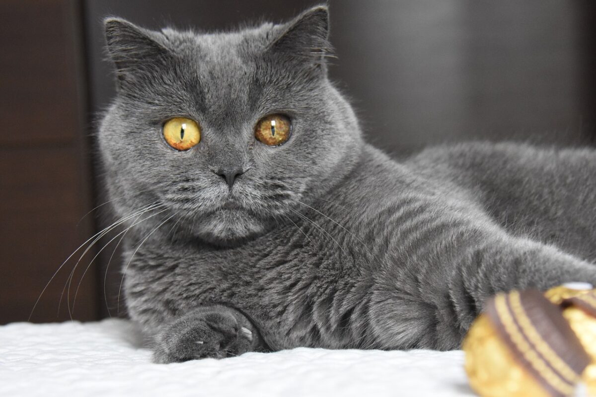  A striking short-haired cat with bright eyes and an elegant coat looking calmly toward the camera.