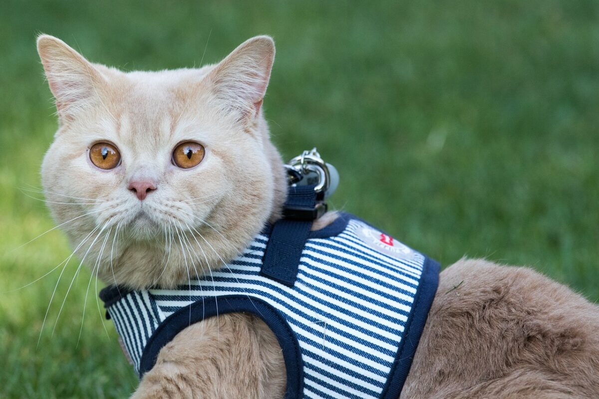 A handsome British Shorthair Cat with a dense plush coat, round face, and large copper-colored eyes.