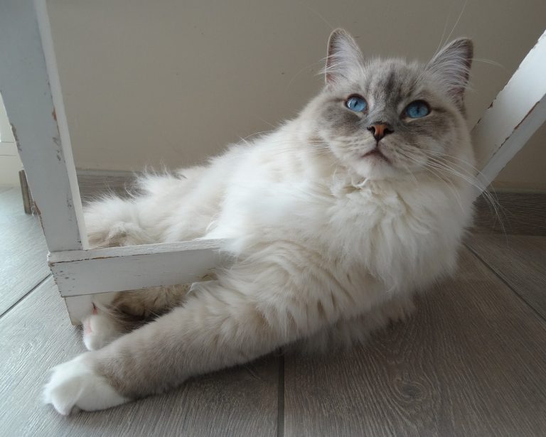 10 Cat Breeds with the Softest Fur