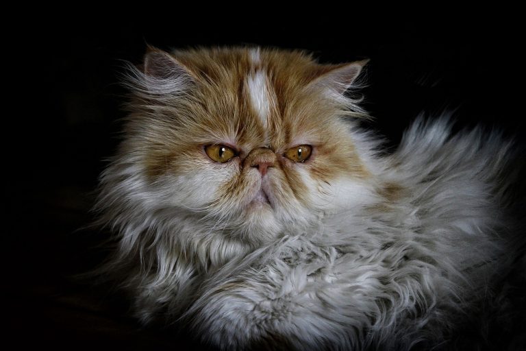10 Cat Breeds with the Softest Fur