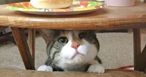 Disabled cat Penny resting under the table