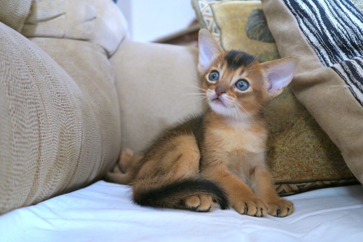 An Abyssinian Cat exploring a tall cat tree with its sleek ticked coat and alert, curious expression.