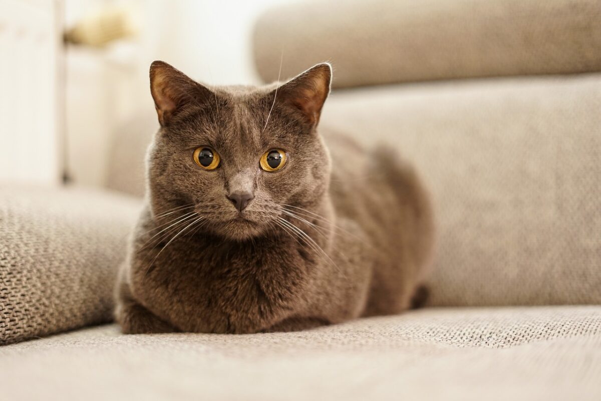 A sturdy Chartreux Cat with a blue-gray coat sitting peacefully with a soft, attentive expression.