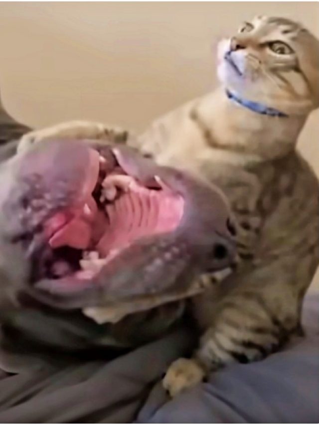 Kitten Bullies 130 Lb Pit Bull While Mom Screams His First, Middle & Last Name (Copy)