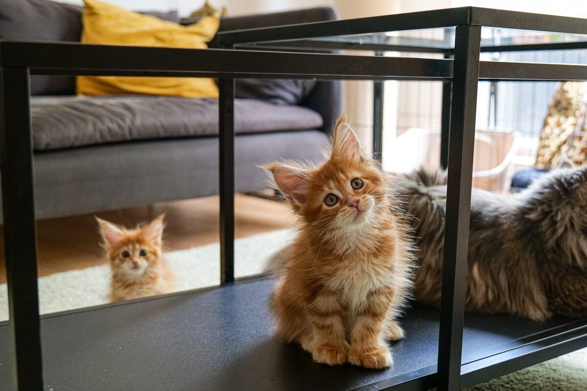 A friendly Maine Coon Cat showing the gentle sociability behind their devoted companionship.