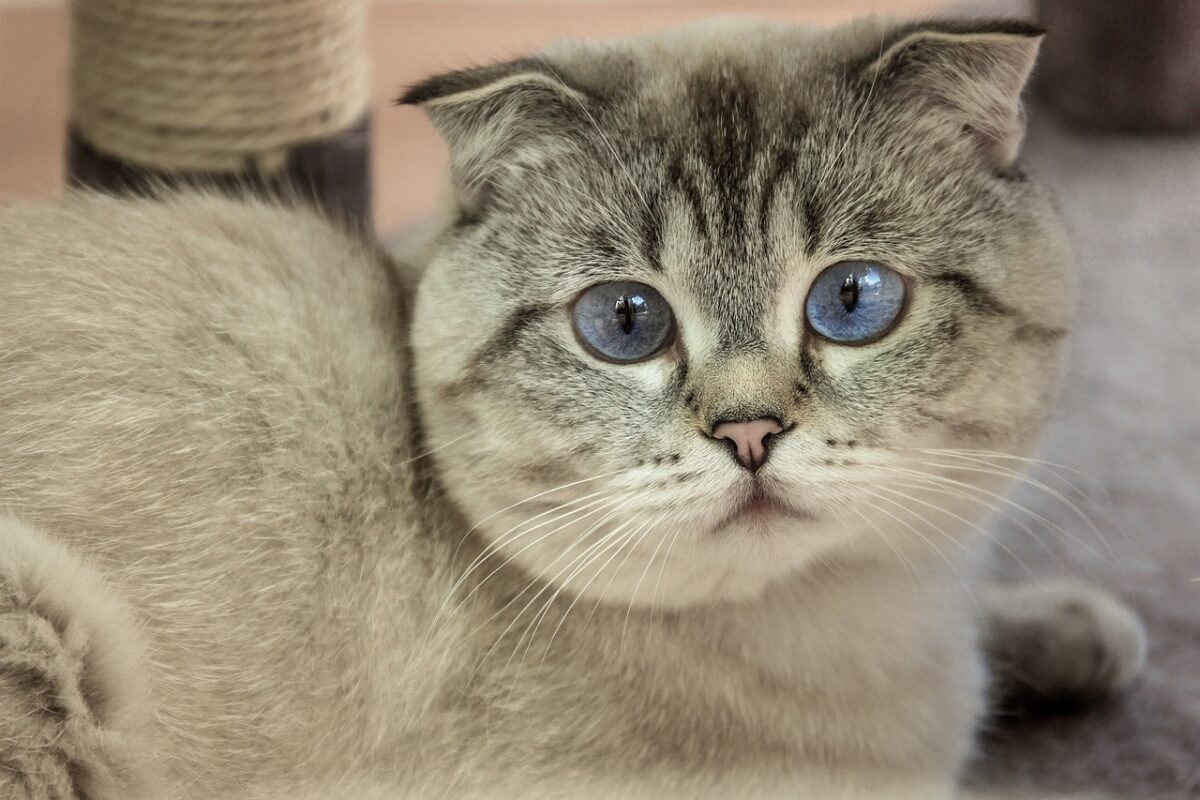 A calm Scottish Fold Cat sitting near a visitor with relaxed and attentive body language.