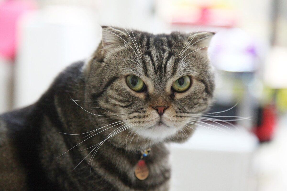 A gentle cat gazing attentively forward with a soft, expressive face that reflects a sensitive and affectionate personality.