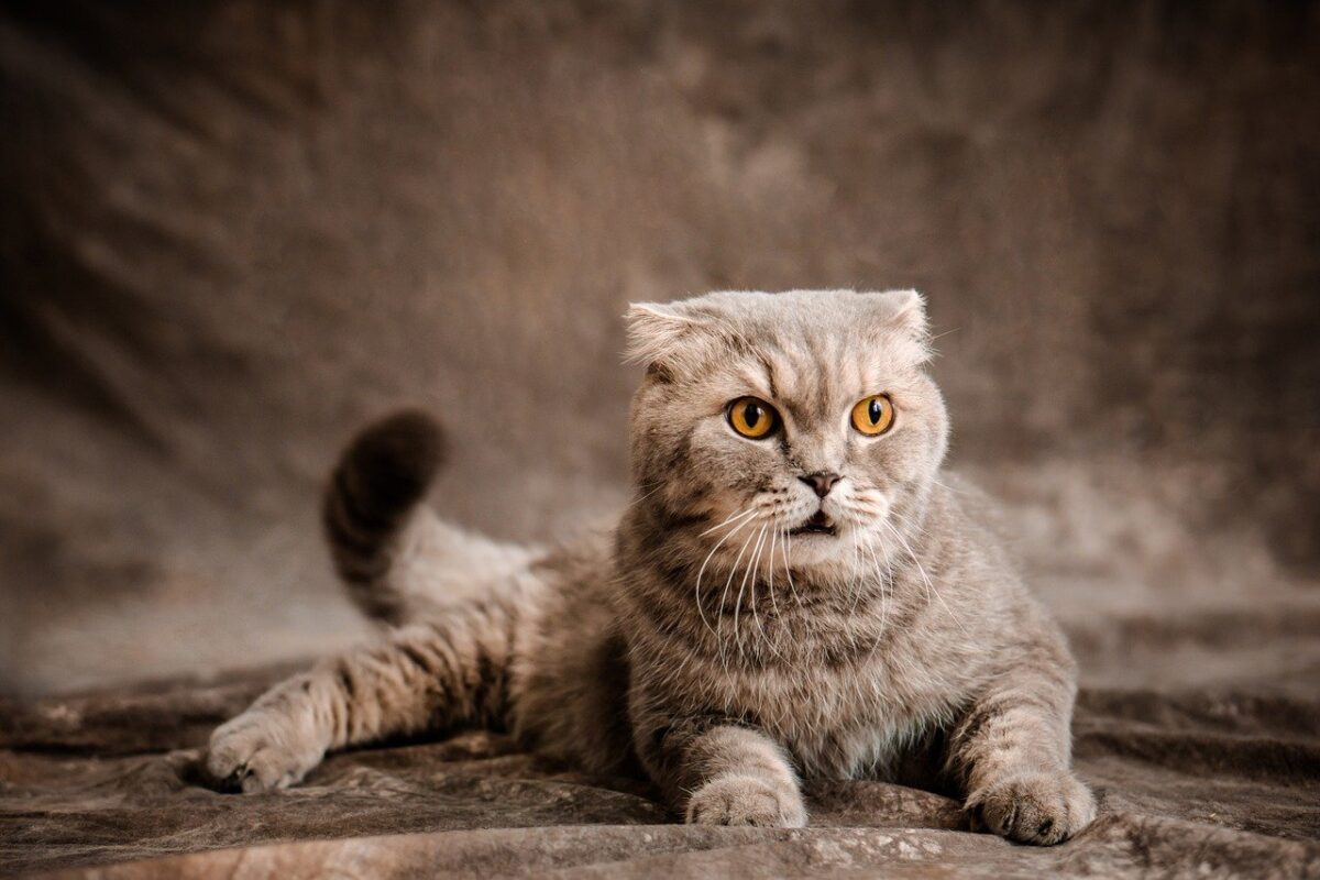A Scottish Fold Cat sitting upright on a sofa with a curious expression and neatly folded ears.
