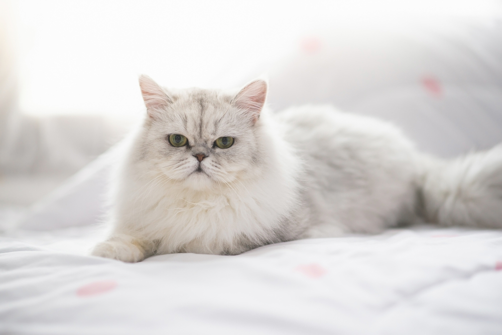 CutePersianCatLyingOnTheBedUnderSunlight