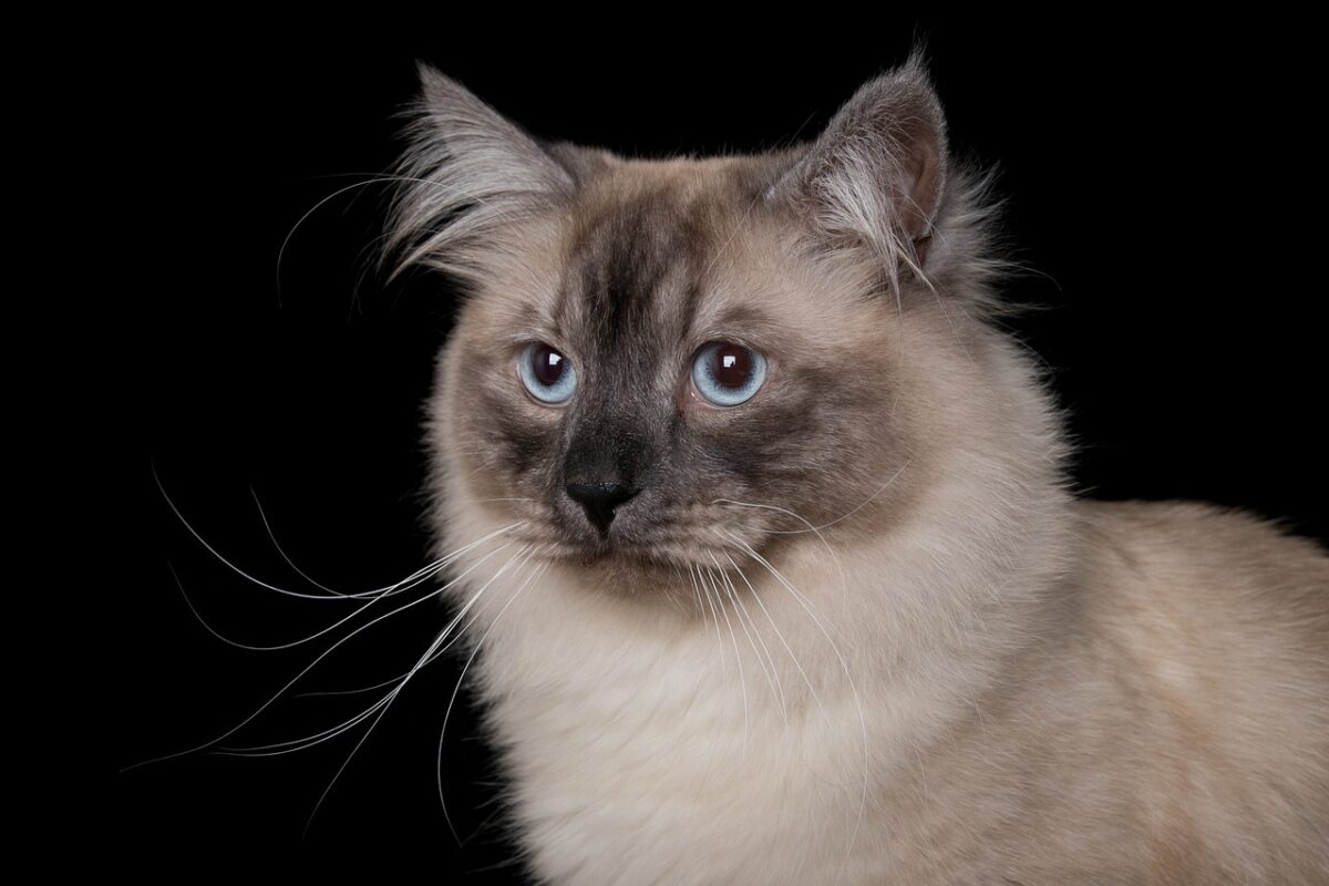 A sturdy Siberian Cat sitting comfortably with a thick coat and an attentive, friendly expression.