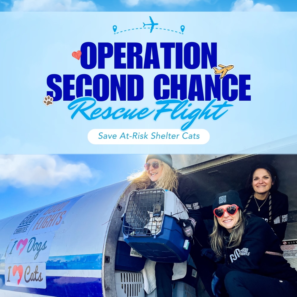 Second Chance Movement™ – Help Fund an Emergency Flight for At-Risk Shelter Pets