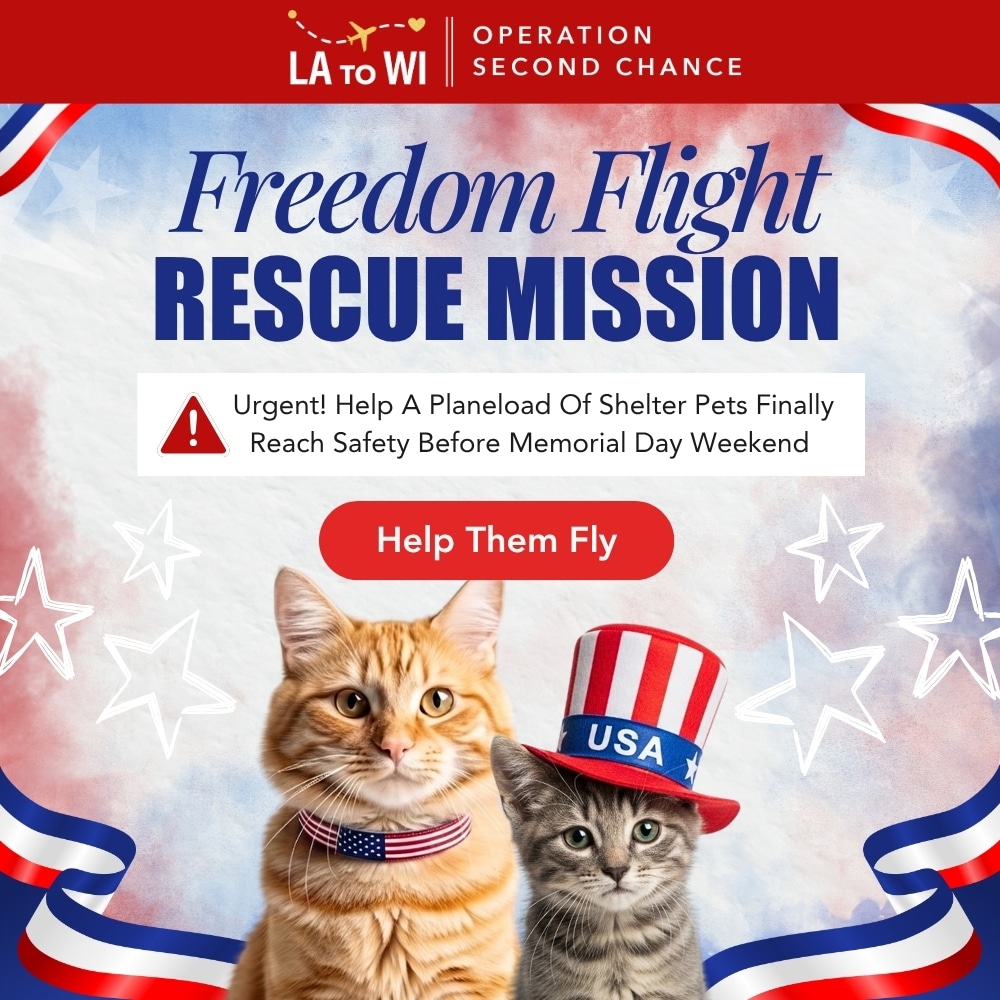Freedom Flight Rescue Mission – Donate To Help Fund Flights for At-Risk Shelter Cats to Safety