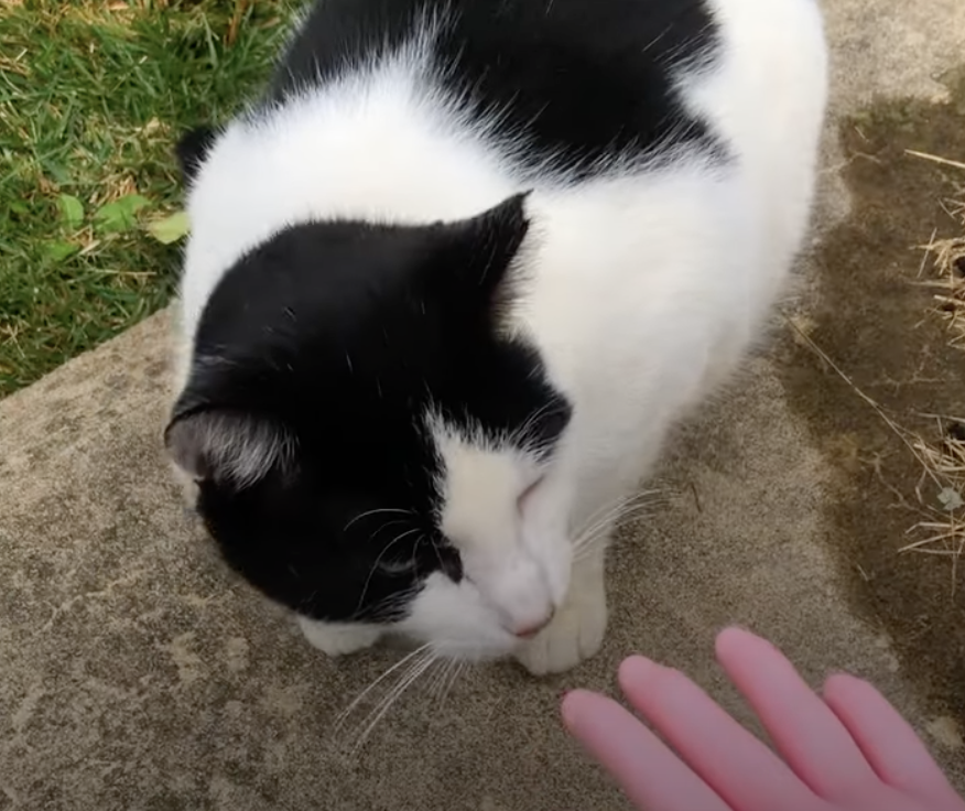 Cat Now Lady Has 5 Months Of Conversations With A Stray Cat To Earn His Trust