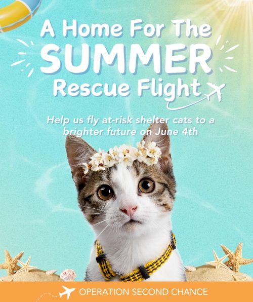 Summer Rescue Second Chance Movement™ Rescue Flights - iHeartCats.com