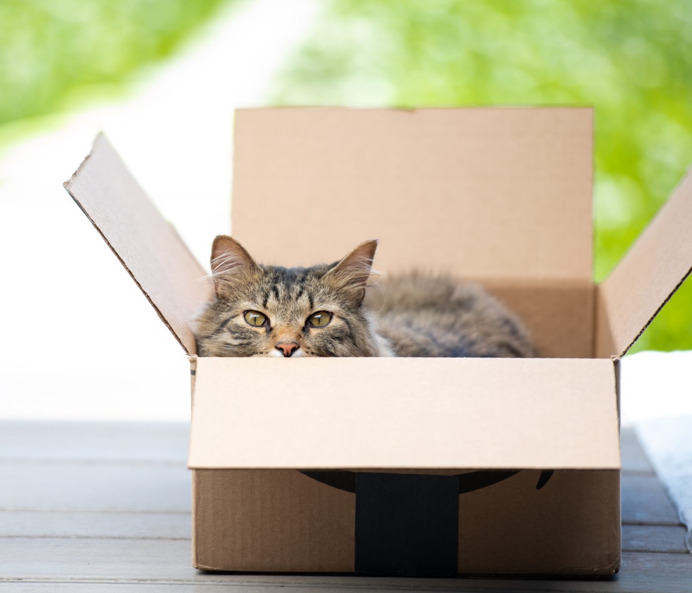 cat amazon box