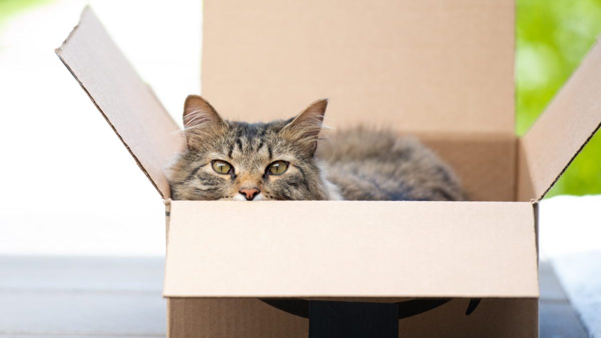 cat amazon box