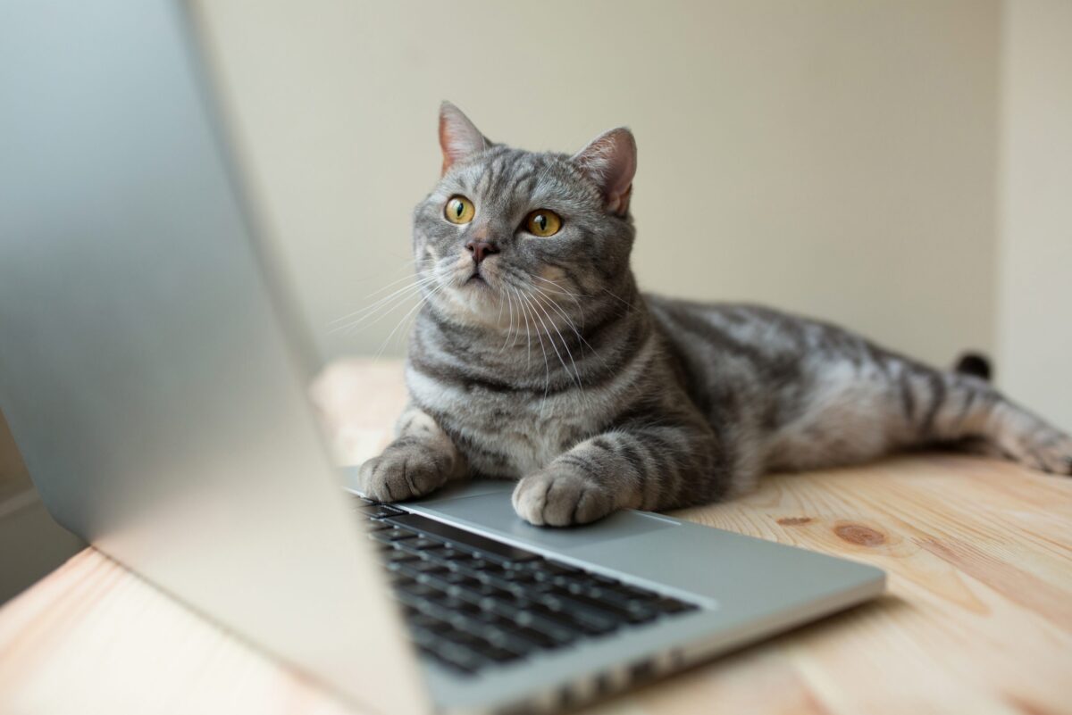 A Scottish Straight Cat sitting independently on a windowsill with its upright ears and round face visible.