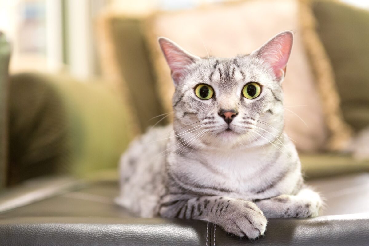 An elegant Egyptian Mau Cat standing alertly with a naturally spotted silver coat and expressive green eyes.