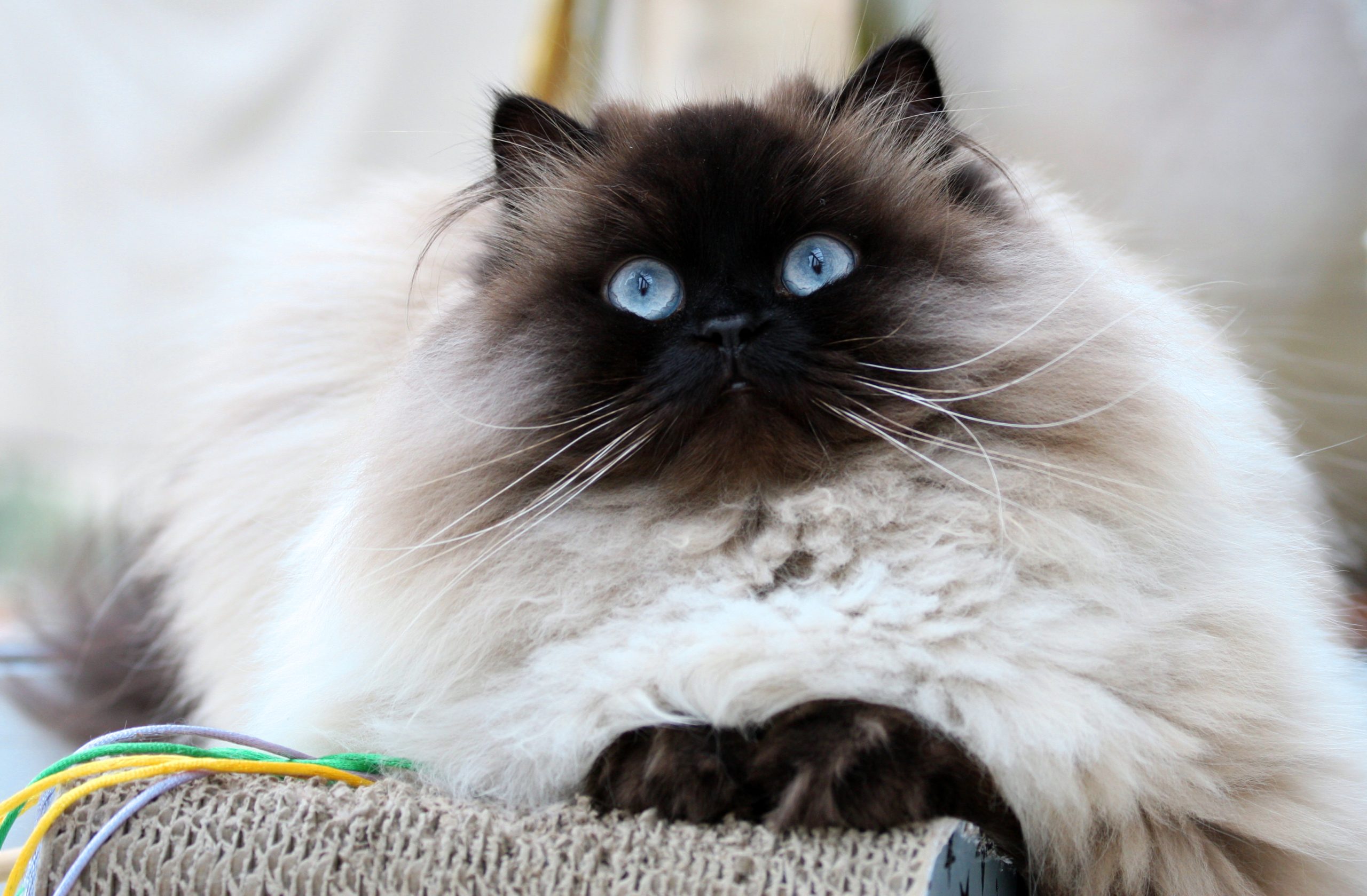 A fluffy Himalayan Cat with blue eyes and dark facial markings relaxing on a soft blanket.
