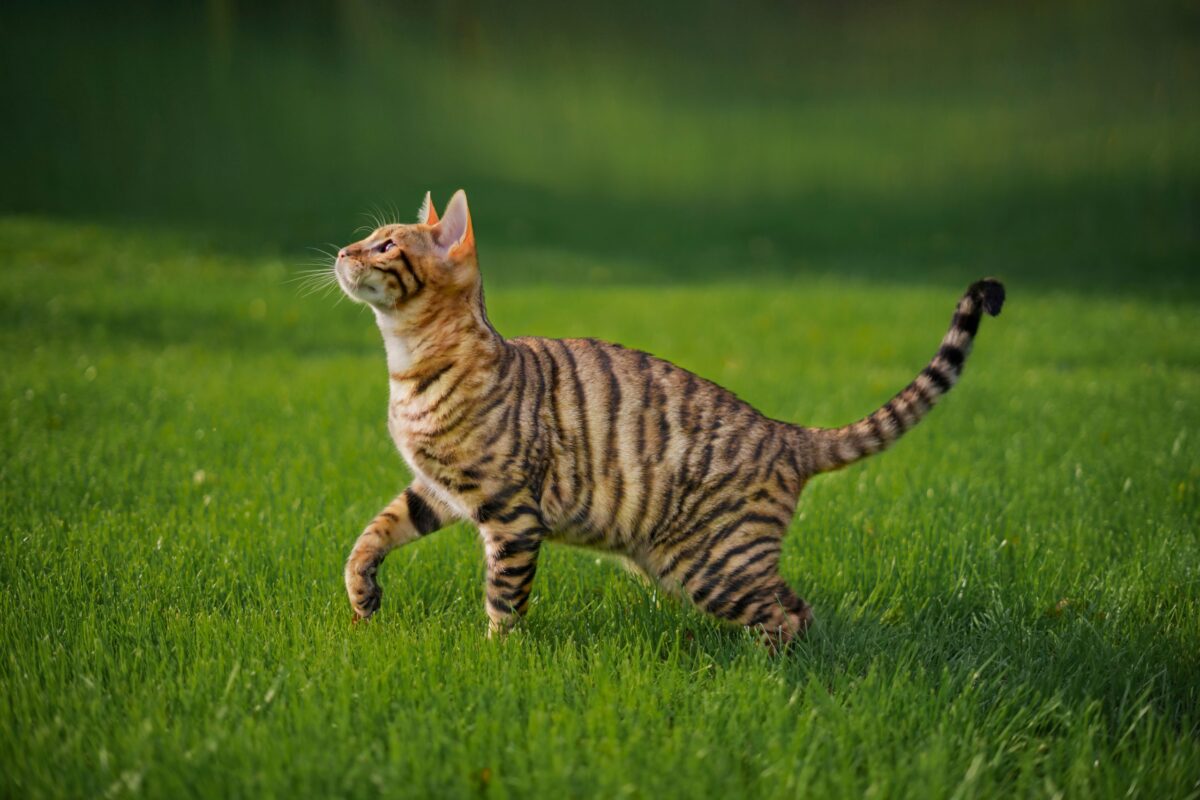 A striking collection of unusual cat breeds featuring distinctive traits such as hairless skin, folded ears, curly coats, bobbed tails, and wild-looking markings.