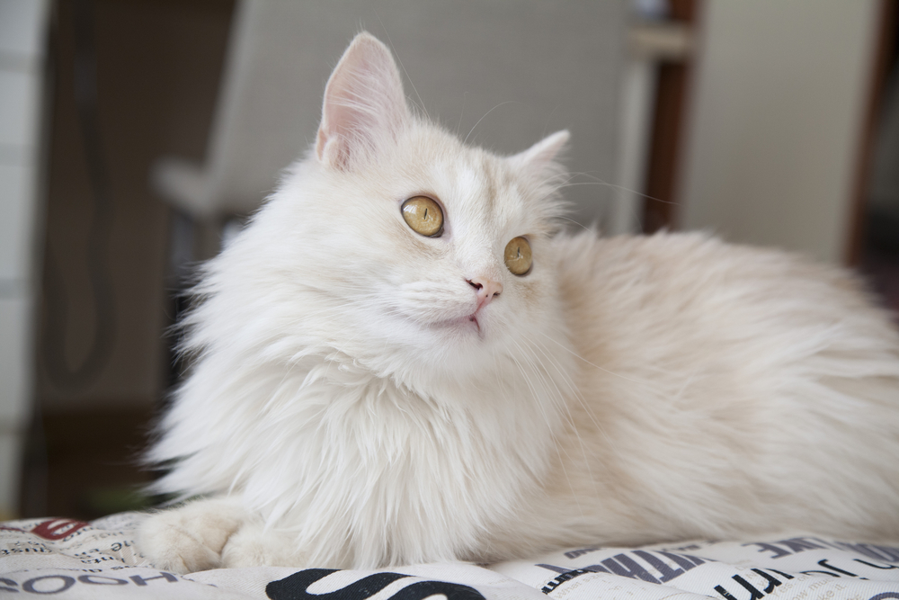 A Turkish Angora standing confidently on a high surface with its silky coat and attentive expression.