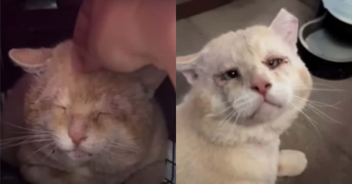 Shrek the Bullied Cat Finally Finds a Loving Home After Years of Struggle