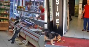 Stray cat in meat shop