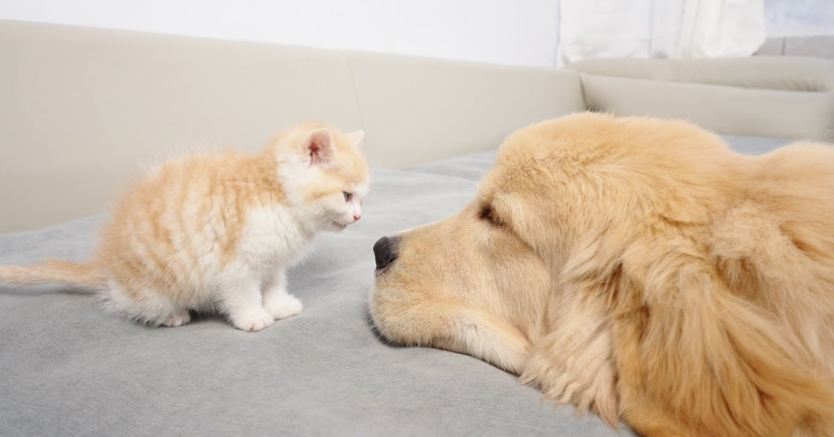 Tiny Kitten Wins Hearts in Cute First Encounter with Much Bigger Golden Retriever