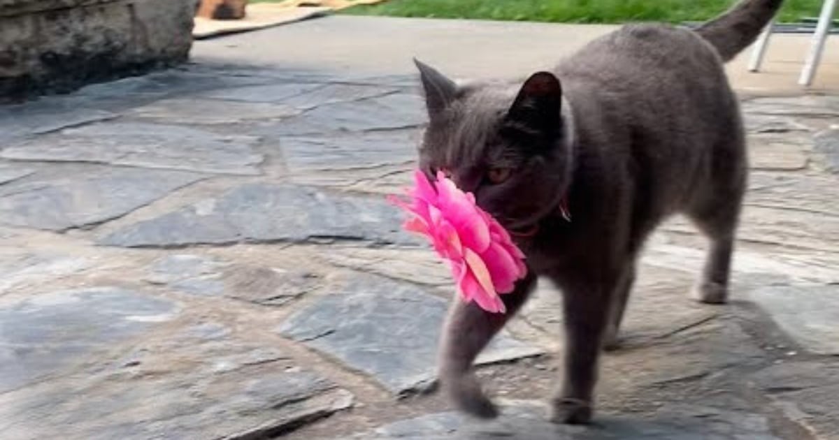 Woman Discovers Furry ‘Secret Admirer’ Leaving Flowers on Her Back Porch Daily