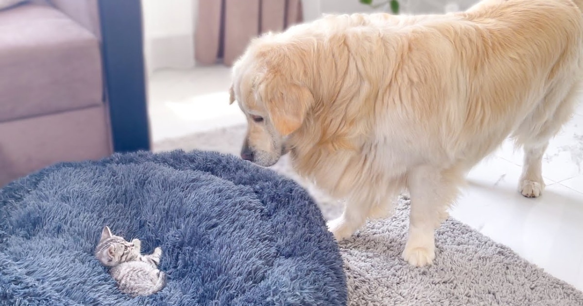 Golden Retriever Cutely Tussles with Kitten Over His Bed