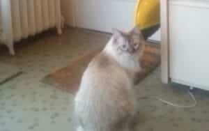 Ragdoll cat waiting for soldier dad to come home