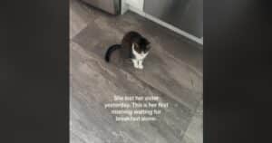 Willow eats alone after cat sibling's passing