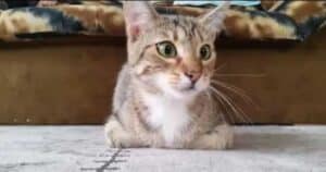 Cat watching horror movie