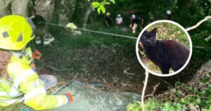 Hero cat helps locate missing woman