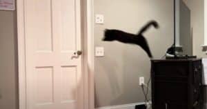 Clever Cat Leaps to Open Door
