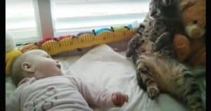 Confused cat meets baby