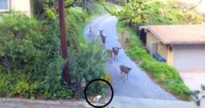 Deer meets a curious cat