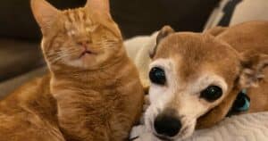 Blind Cat Sneak Attack