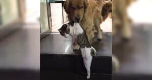 Golden Retriever ends cat fight