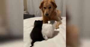 Clara the Golden Retriever meets kittens