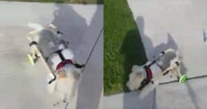 Dog in wheelchair