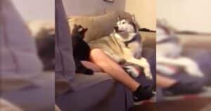 Jealous Husky watching owner pet cat