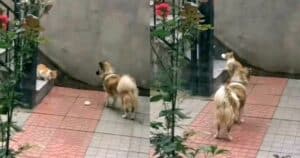 Dog shares meat bun with stray cat