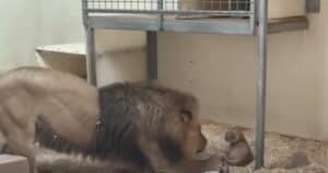 Lion dad meets baby cub