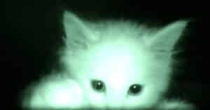 Kittens captured on night vision camera