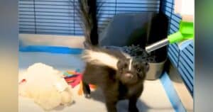 Rescue baby skunk image