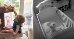 Cat cuddling baby in crib