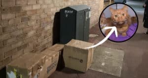 Abandoned cats in sealed boxes